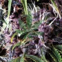 Насіння конопель Auto PURPLE від Pyramid Seeds